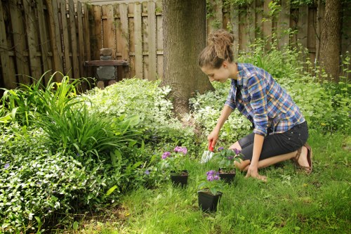 Garden hedge maintenance and cutting service in Lampton