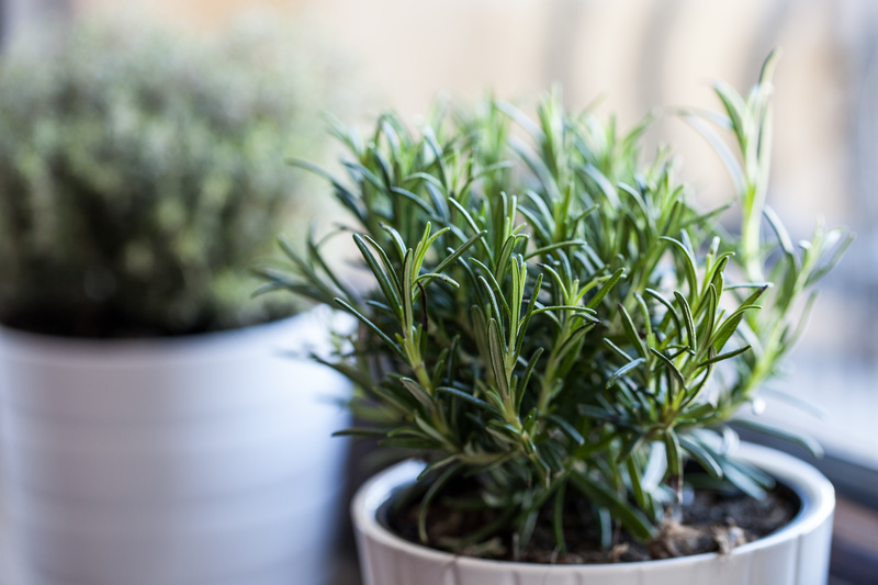 landscape design garden