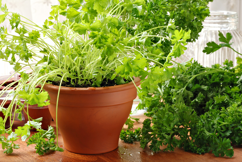 garden Planting