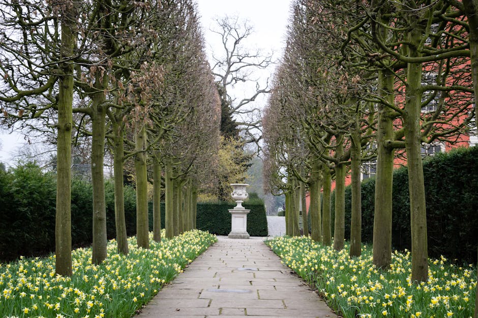 A symmetrical garden pathway in Osterley Park featuring evenly spaced, leafless trees with twisted branches lining both sides of the paved stone walk. Alongside the trees, bright yellow daffodils bloo